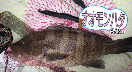 47cmの化け物オオモンハタ！この日は巨大魚連発。